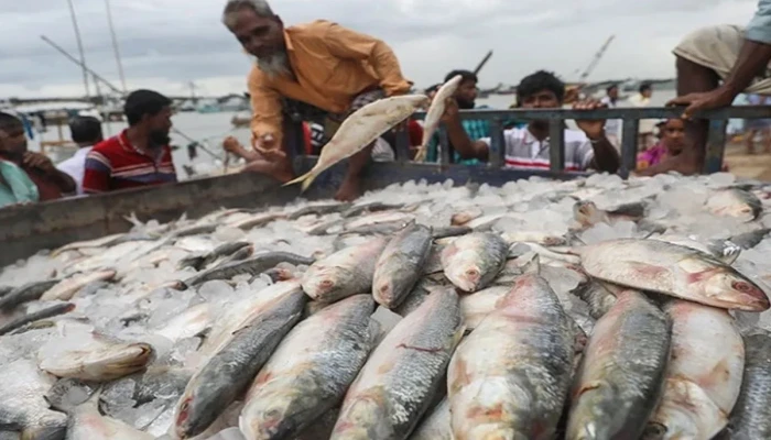 নদীতে দেখা নেই ইলিশের :  বাজারে আকাশছোঁয়া দাম