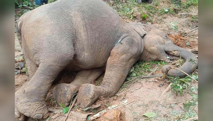 শেরপুরে বন্যহাতির মরদেহ উদ্ধার