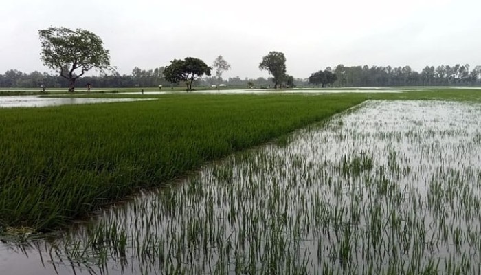 টানা বৃষ্টিতে ২১ জেলায় ডুবে গেছে ৭২ হাজার হেক্টর ফসলি জমি