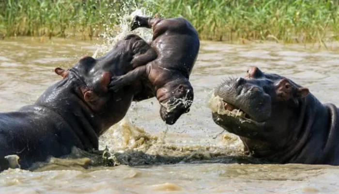 ​পুরুষ জলহস্তী কেন নিজের ছেলেশিশুকে মেরে ফেলে?