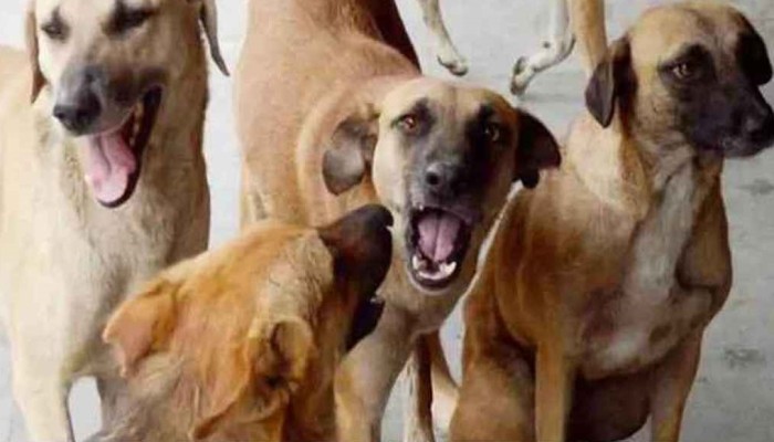 ​কুকুরের কামড়ে টাঙ্গাইলে শিশুসহ আহত ২১