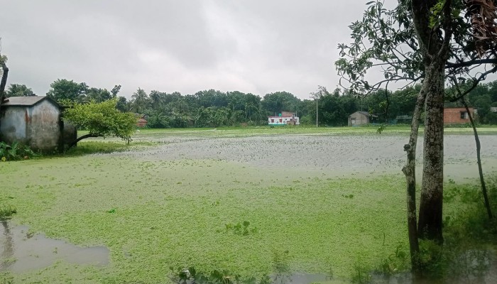 ​ সাতক্ষীরায় টানা বৃষ্টিতে জনজীবন বিপর্যস্ত, ডুবে গেছে ফসলের জমি