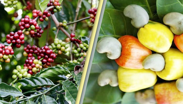 ​পাহাড়ি কৃষির নতুন দিগন্ত