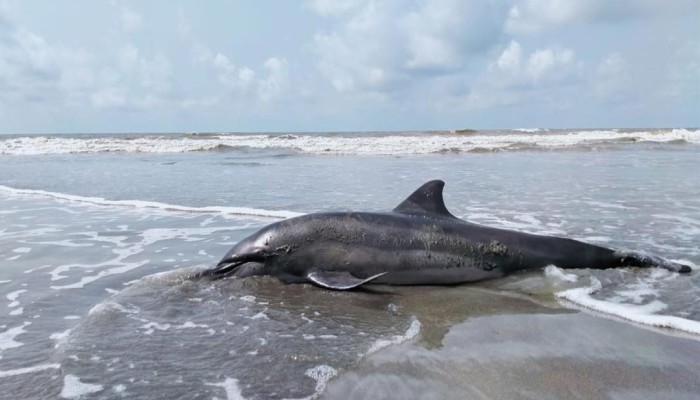 আবারও সৈকতে ভেসে এল মৃত ডলফিন