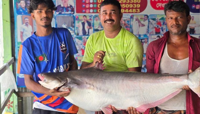 ​জাল ফেলতেই পাঙাশটির জোরালো ধাক্কা, বিক্রি হলো ৫৭ হাজারেরও বেশি টাকায়