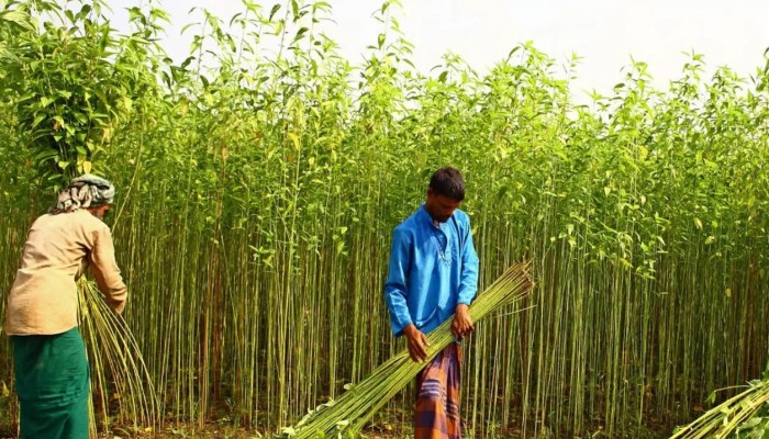 চার বছরে চাষ কমেছে সাড়ে ৩ হাজার হেক্টর জমিতে