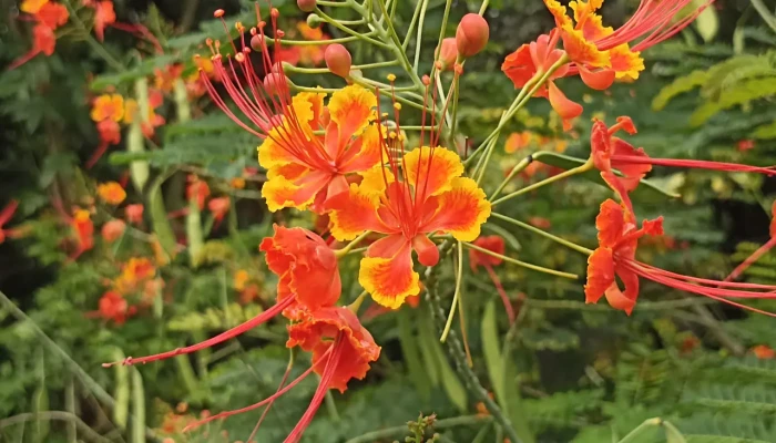 ​গোমতী পাড়ে মুগ্ধতা ছড়াচ্ছে রাধাচূড়া ফুল