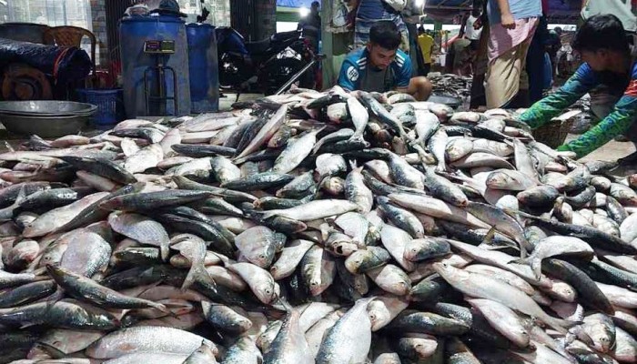 ঝাঁকে ঝাঁকে ধরা পড়ছে ইলিশ