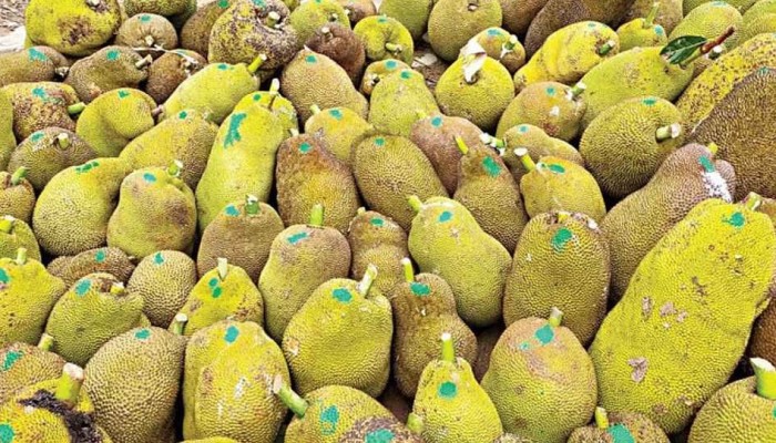 ​সমুদ্রপথে দুবাই গেল বাংলাদেশের কাঁঠাল