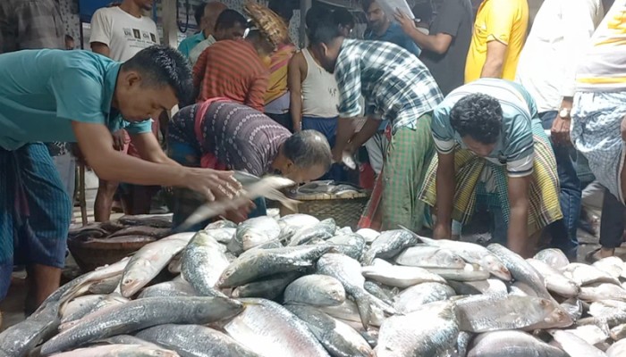 ​ইলিশে মুখর চাঁদপুর মৎস্য আড়ত