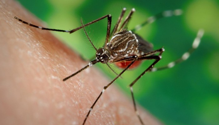 ​ডেঙ্গুতে আরও তিনজনের মৃত্যু