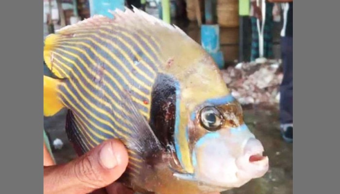 ​কুয়াকাটায় ধরা পড়ল বিরল অ্যাঞ্জেল ফিশ