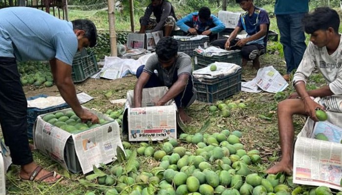 ​সরকারি প্রকল্পের আওতায় আম রপ্তানিতে ধস