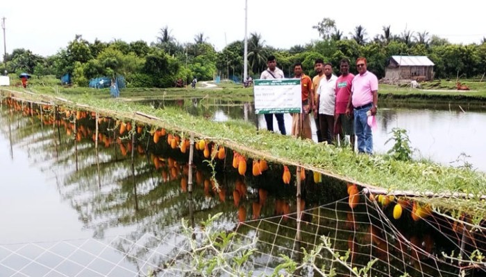 মাছের ঘেরে তরমুজ চাষ, কৃষকের মুখে হাসি