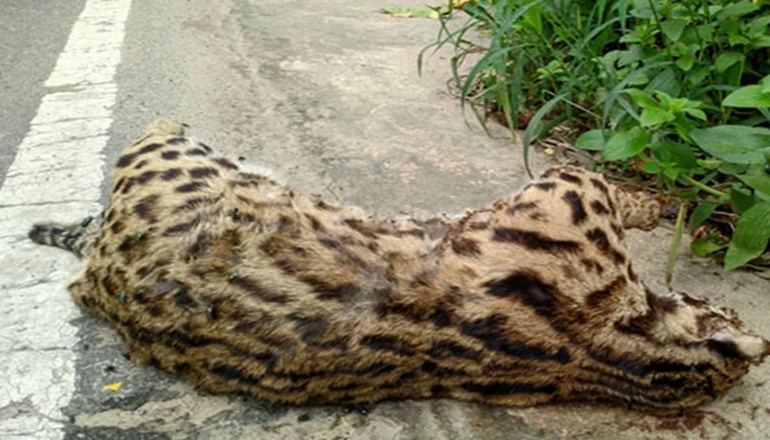 সড়কে বাড়ছে বন্যপ্রাণীর মৃত্যু