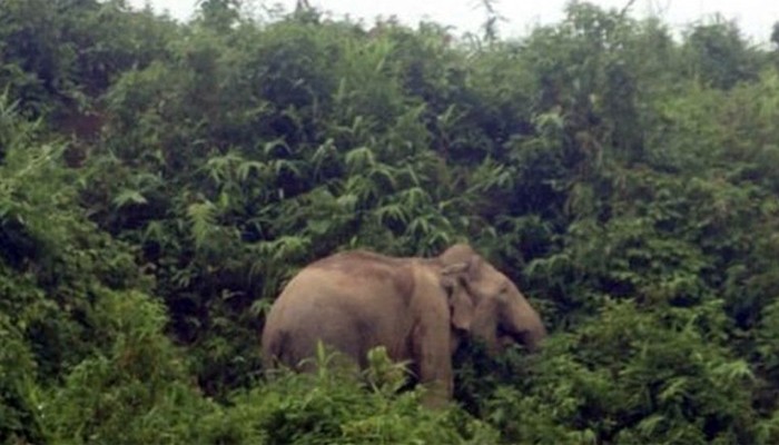 ​সীমান্তে মাইন বিস্ফোরণে হাতির পা বিচ্ছিন্ন