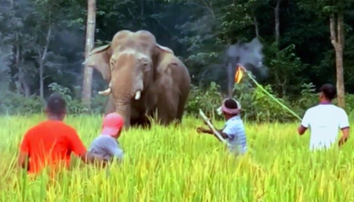 শেরপুরে ৩০ বছরে প্রাণ হারিয়েছে ৪৭টি হাতি ও ৬৭ জন মানুষ