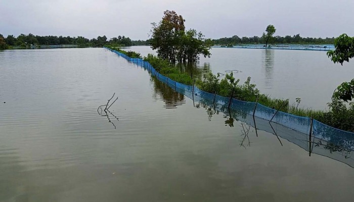 ​যশোরে অতি বর্ষণে ভেসে গেছে ১৩৩ কোটি ৪৩ লাখ টাকার মাছ