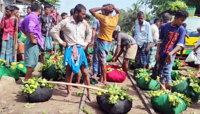 কাঞ্চন পেয়ারায় বদলে গেছে হাজারো চাষির জীবন