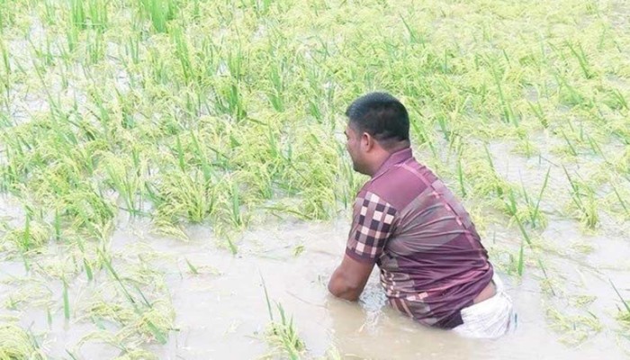 ​‘বানের পানিতে সব ধান ডুবি গেছে’