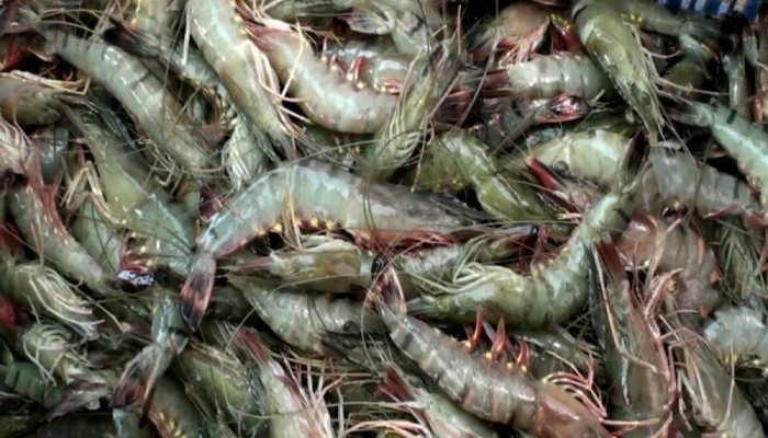 ​‘সাদা সোনায়’ মড়ক: ক্ষতির মুখে চাষিরা