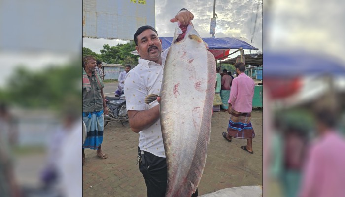 ​ পদ্মার এক চিতল ২০ হাজার টাকায় বিক্রি!