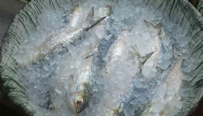 ভরা মৌসুমেও মধ্যবিত্তের নাগালের বাইরে ইলিশ