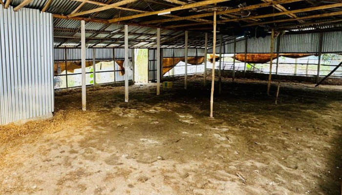 খামারে হামলা চালিয়ে ৮০০ হাঁস লুট