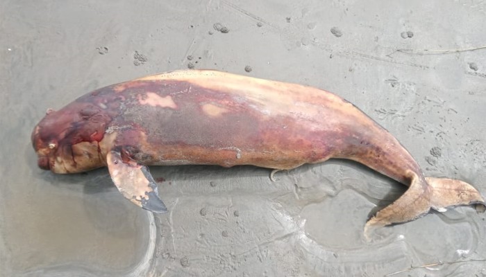​কুয়াকাটায় ফের ভেসে এলো মৃত ডলফিন
