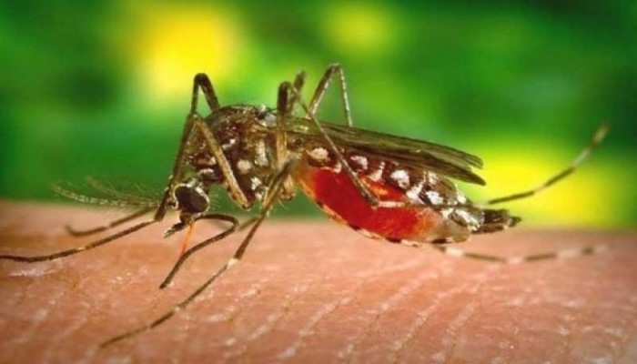 ​বিশ্ব মশা দিবস আজ