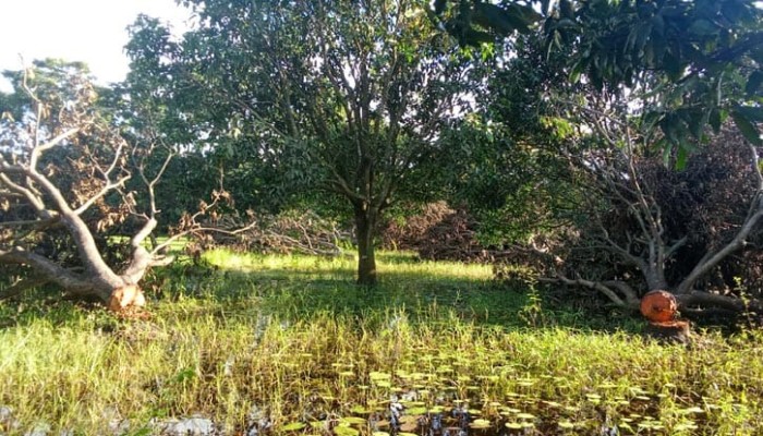 পাথরের পর এবার  শত শত বিঘা জমির গাছপালা লুট