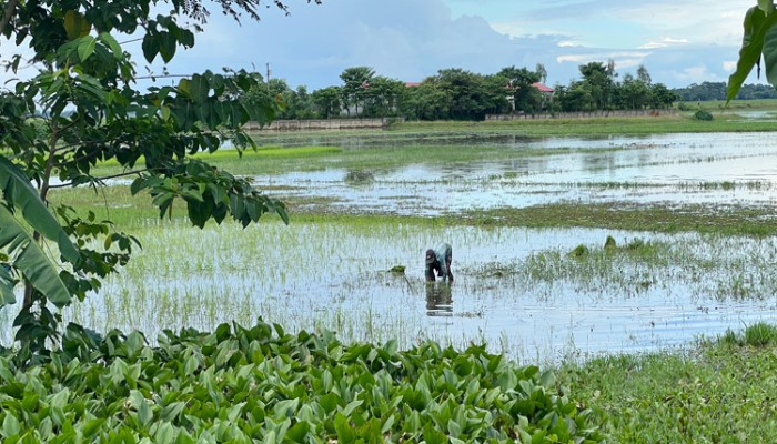 ​হাওরের জলাবদ্ধতায় আমন নিয়ে বিপাকে চাষিরা