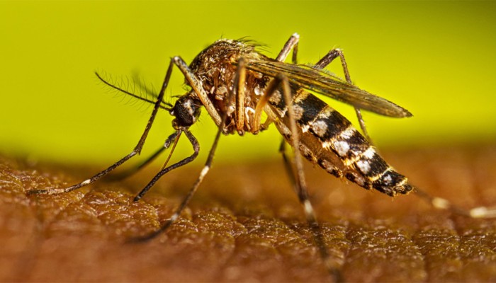 ​ডেঙ্গুতে একদিনে বছরের সর্বোচ্চ পাঁচজনের মৃত্যু