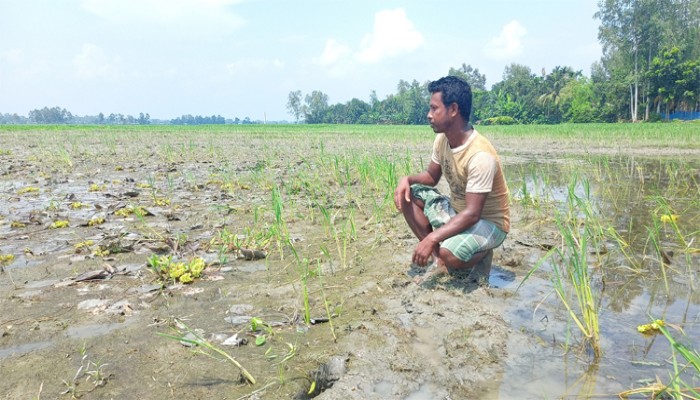 ​তিস্তার বন্যায় কৃষকের স্বপ্ন ভাসছে অনিশ্চয়তার অথৈ জলে