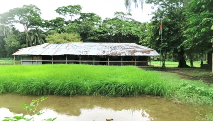 ​স্কুলের মাঠে ধানের বীজতলা, খেলাধুলা থেকে বঞ্চিত শিক্ষার্থীরা