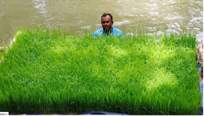 ​জলবায়ু অভিযোজনে কৃষকের কৌশল, ভাসমান বীজতলা!