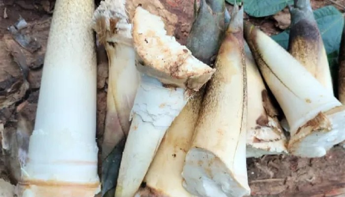 ​বাঁশ খাবেন যেভাবে