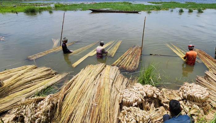 কাঁচাপাট রপ্তানিতে ধস: ১৭ দেশের বাজার হারিয়েছে দেশ