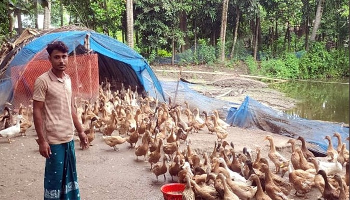 ​হাঁস পালনে ভাগ্যবদল নড়াইলবাসীর