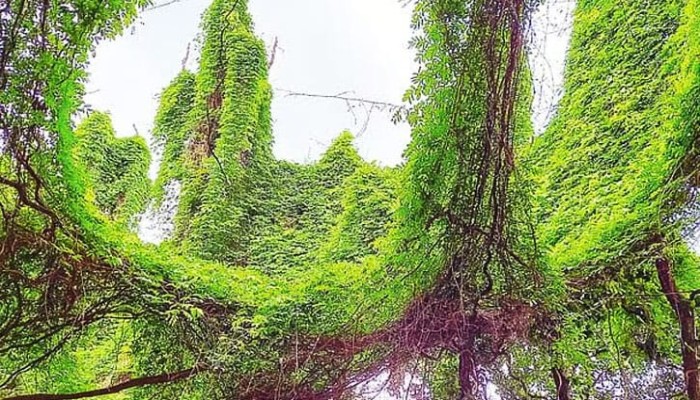 ​শালবনে আকাশছোঁয়া গিলালতা দেখতে পর্যটকের ভিড়