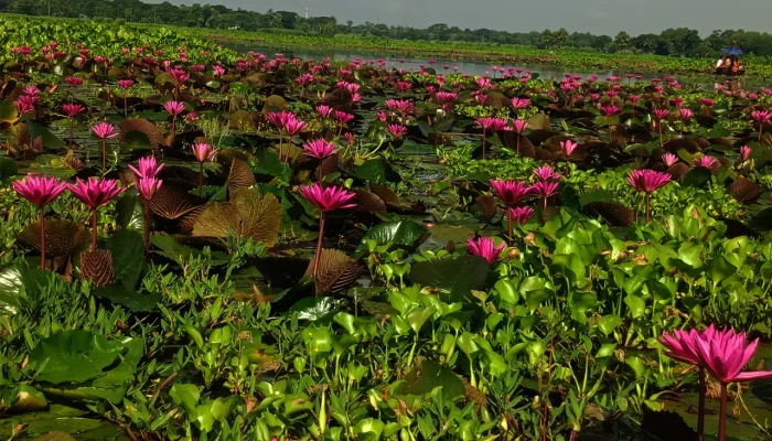শাপলার সৌন্দর্যে মুগ্ধ পর্যটক