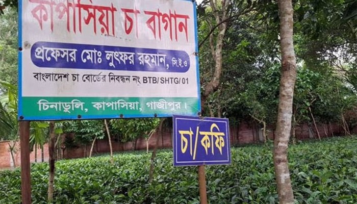 ​গাজীপুরে নতুন সম্ভাবনা: সমতল ভূমিতে চা বাগান