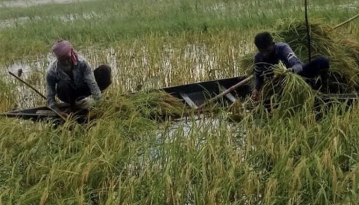 ২০ বছর পর আউশ-আমনের ফলনে খুশি চাষি