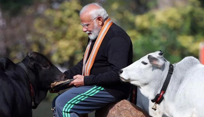 ​মোদির আমলে গরুর মাংস রফতানিতে ভারতের রেকর্ড