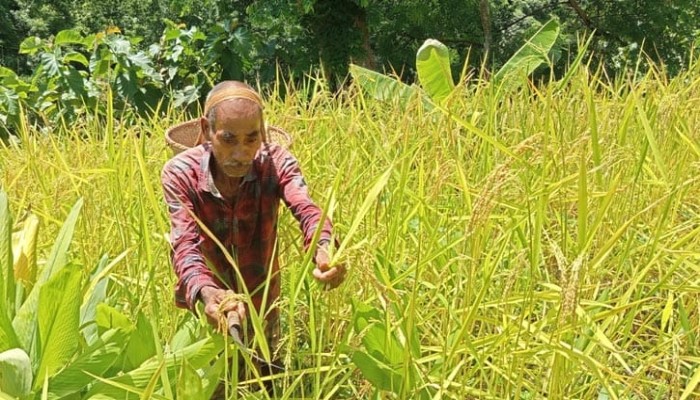 ​পাহাড়ী জনপদে সোনালী হাসি