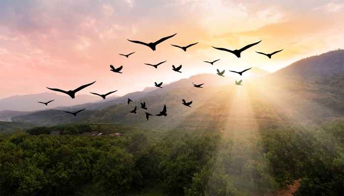 সকালে পাখিদের মুখে থাকে আল্লাহর জিকির