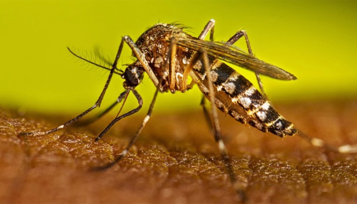 ​ডেঙ্গুতে দুইজনের মৃত্যু, হাসপাতালে ভর্তি ২৭৯