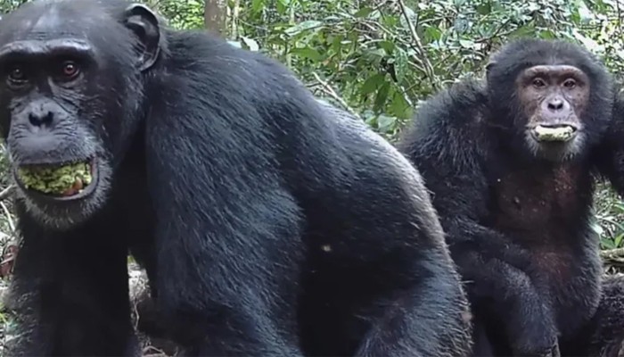 অ্যালকোহলের প্রতি মানুষের আসক্তি কাদের থেকে এলো?