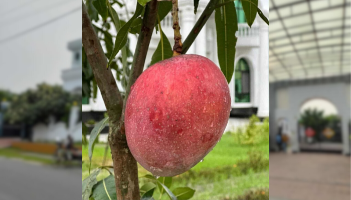 ​স্ত্রীকে জাপান থেকে এনে উপহার দেয়া আম গাছ চুরি!