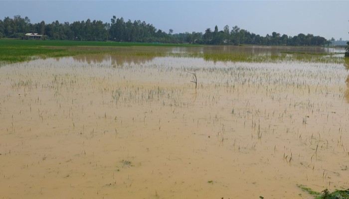 ​শেরপুরে ৬০০ হেক্টর রোপা আমনের জমি পানিতে নিমজ্জিত